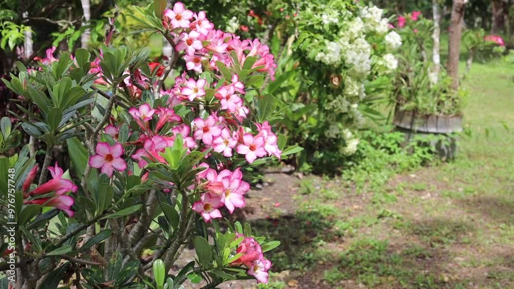 Flowers blooming and looking very colourful and beautiful. Flowers blooming and looking very colourful and beautiful.