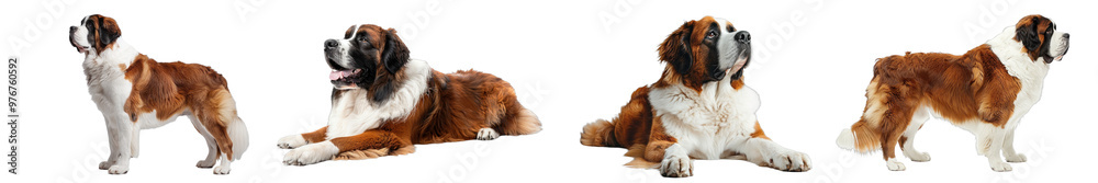 A high-quality image of a Saint Bernard, highlighting its large size and gentle nature. A high-quality image of a Saint Bernard, highlighting its large size and gentle nature.
