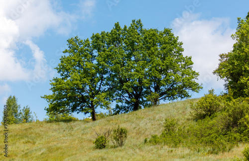 Green tree in the steppe in summer