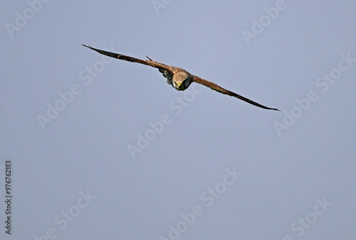 Turmfalke // Common kestrel (Falco tinnunculus) photo