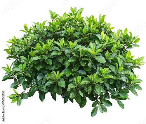 Tropical plant fence bush green shrub tree isolated on white background. Generative Ai