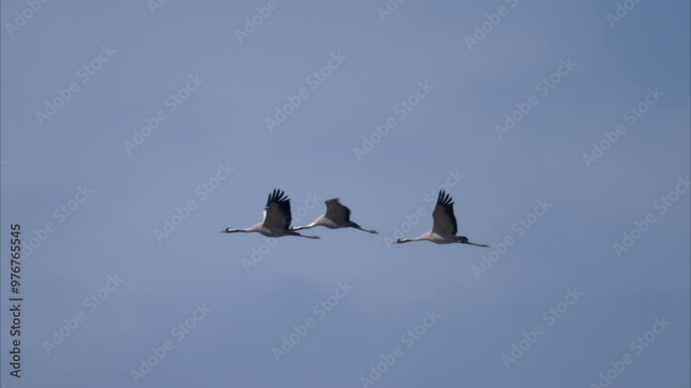 A group of Common Cranes flying blue sky