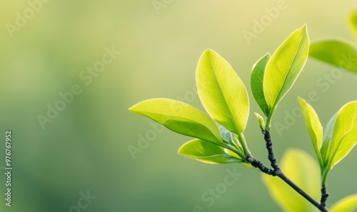 Fresh Green Leaves on a Branch Glistening in Morning Light in a Serene Garden Atmosphere