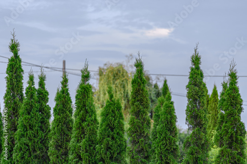 Ładne zadbane drzewka iglaste, żywotnik wschodni, popularna thuja zieleń w ogrodzie  photo