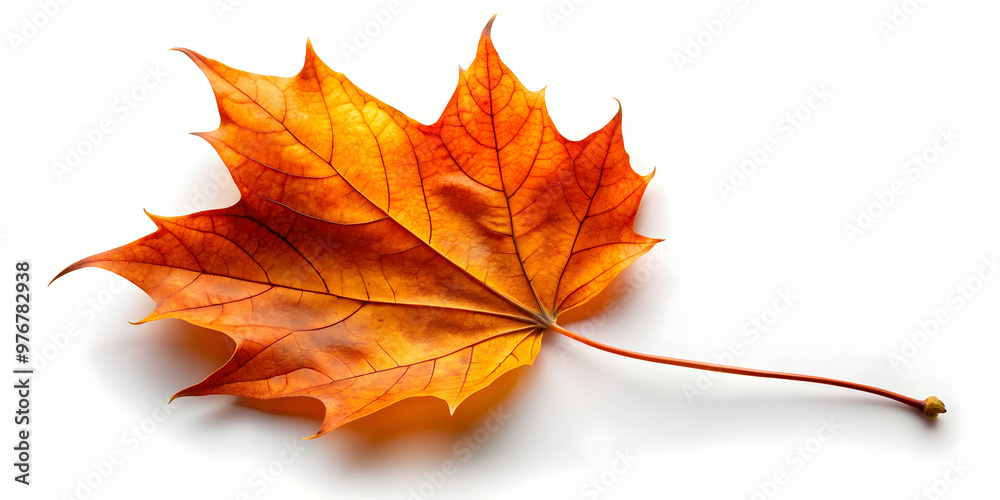Backlit orange autumn leaf falling on white background, veins visible, autumn, leaf, fall, orange, backlit, white background Backlit orange autumn leaf falling on white background, veins visible, autumn, leaf, fall, orange, backlit, white background