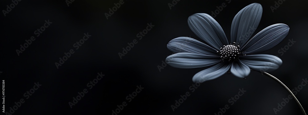 Fototapeta premium A Single Dark Flower with Delicate Petals Against a Black Background