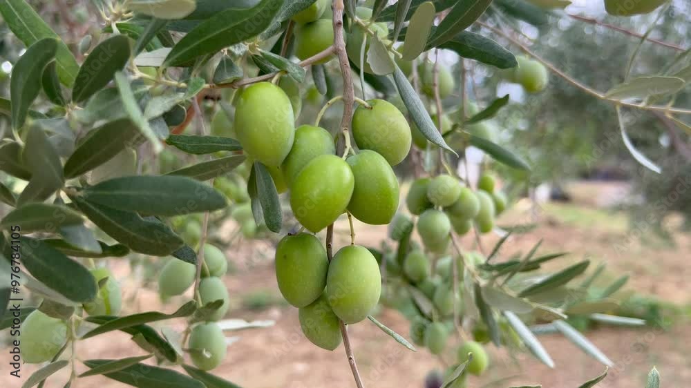 Green olives on a tree in Mediterranean Europe