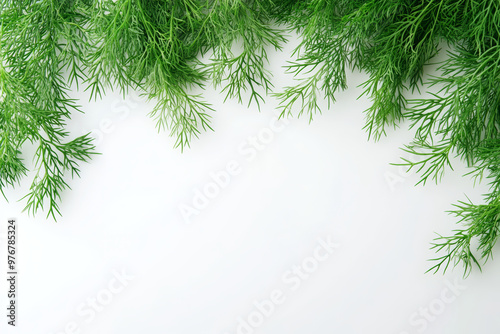 A pattern of dill weed on a white background, flat lay. Top view with copy space, minimalistic.