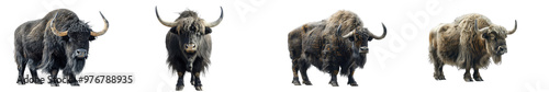 A high-quality image of a yak, highlighting its strength and wool.
