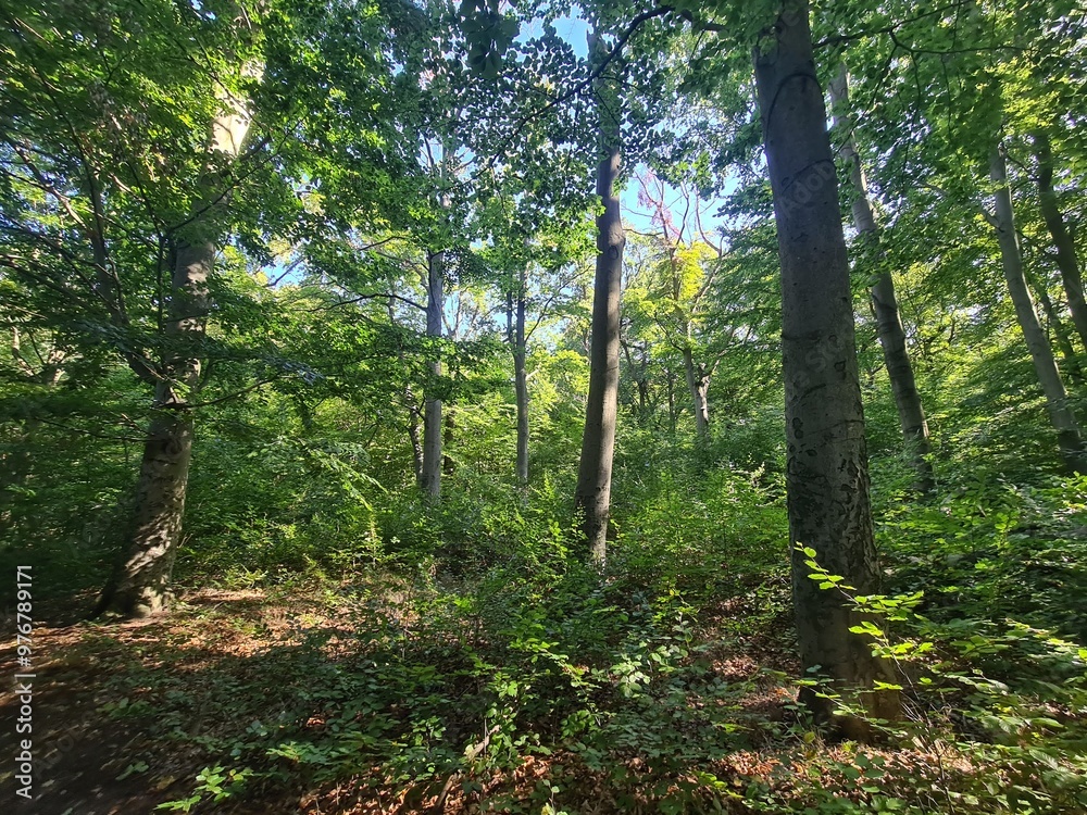 Plänterwald Forest Landscape in Berlin Treptow Plänterwald Forest Landscape in Berlin Treptow