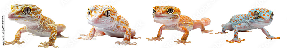 Naklejka premium A high-quality image of a gecko, highlighting its climbing ability and unique appearance.