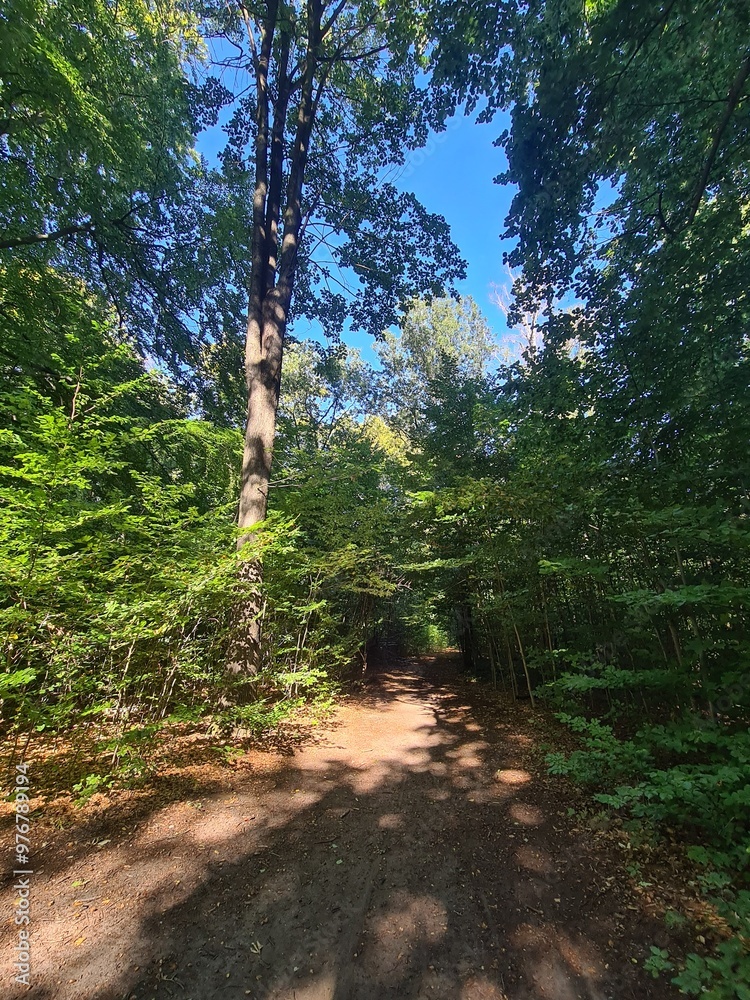 Fototapeta premium Plänterwald Forest Landscape in Berlin Treptow