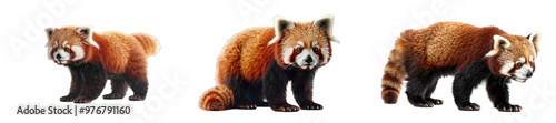 A high-quality image of a red panda, emphasizing cuteness and uniqueness.