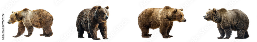 A high-quality image of a bear, emphasizing strength and wilderness. A high-quality image of a bear, emphasizing strength and wilderness.