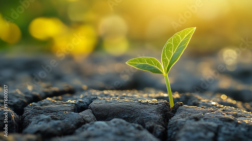 The seed is sprouting in the morning sunshine from the cracks of the stone,which reflects the tenacious, exuberant, and beautiful vitality of plants and nature.