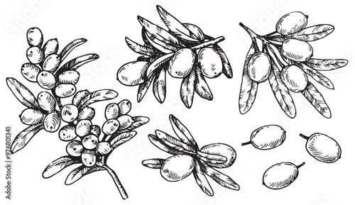 A set of sea buckthorn leaves and berries images. Sketch style illustration
