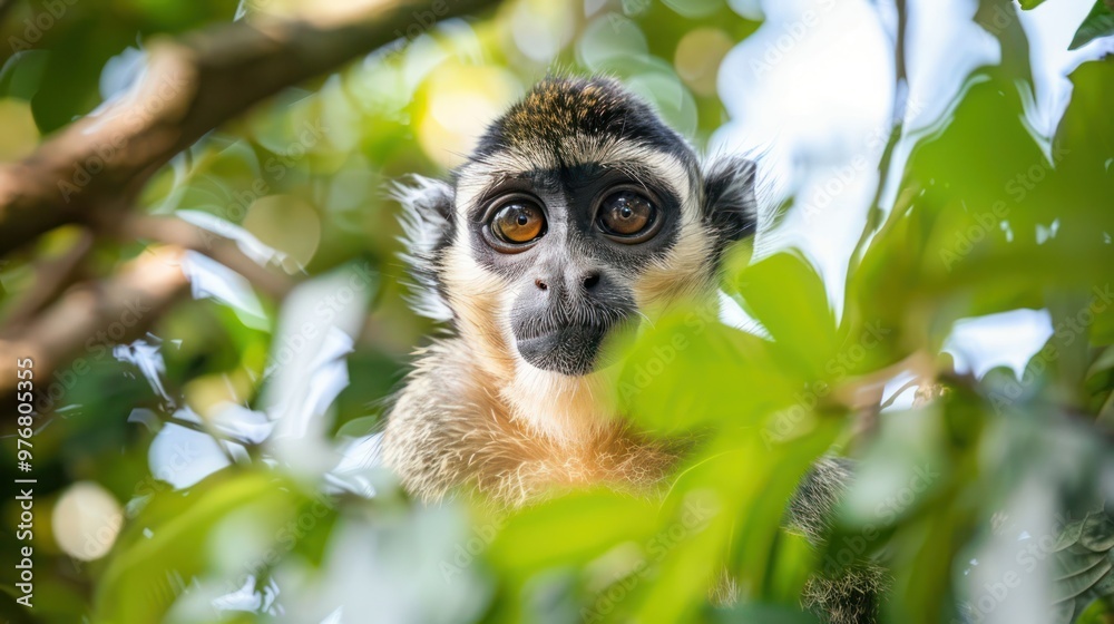 A monkey in the trees isolated on a transparent background. A monkey in the trees isolated on a transparent background.