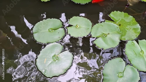 White and orange fish swim under lotus leaves in the garden pond.