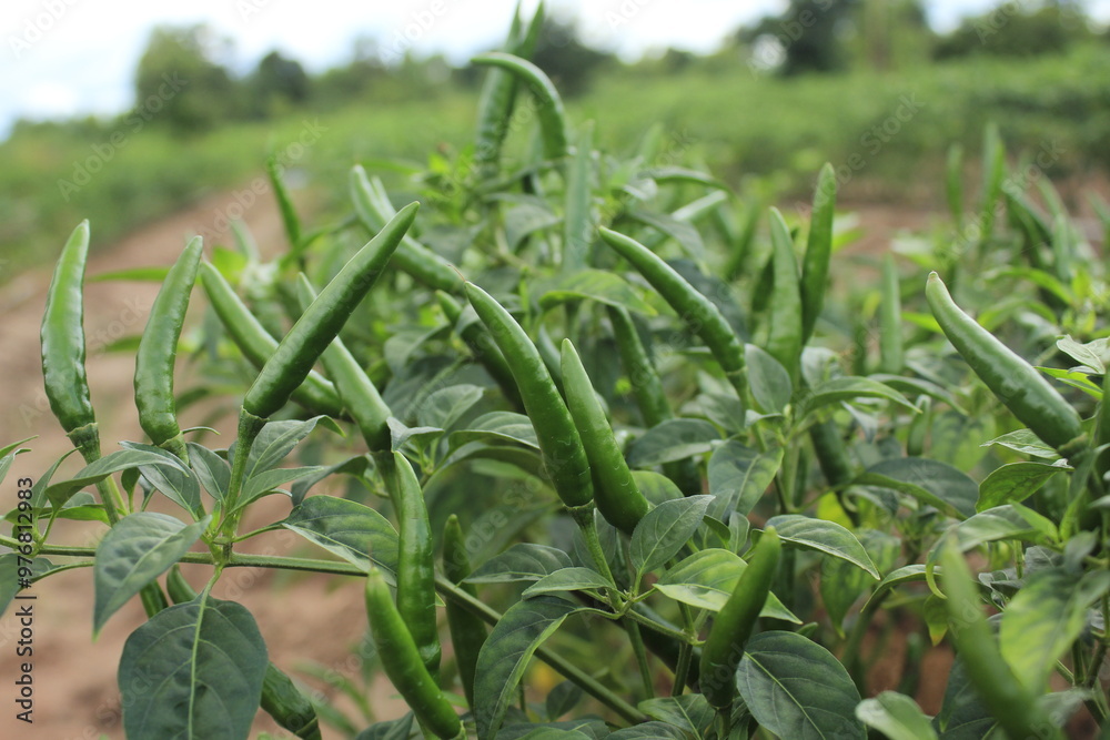 Obraz premium The group of green hot peppers in the garden