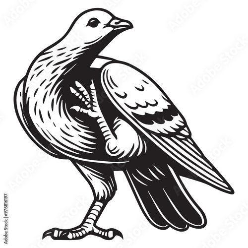 Domestic pigeon Outline Clipart -  Columbidae Bird Vector illustration in black and white 