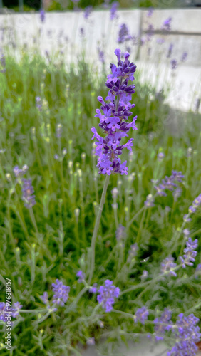 Purple lavender flower in a flowerbed