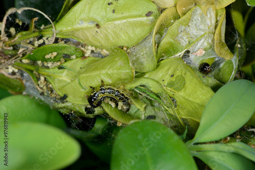 Buchsbaumzünsler,  Cydalima perspectalis photo