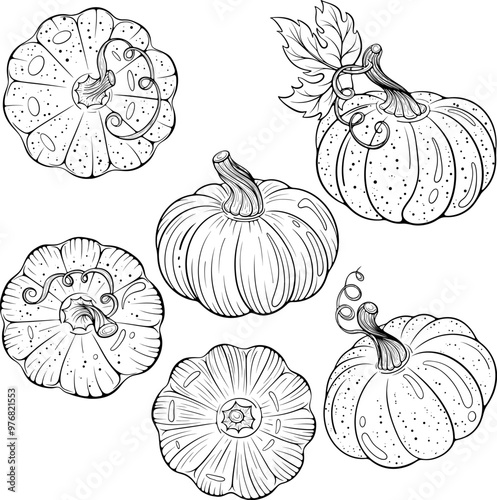 Set of pumpkins with leaf an d dry tail. Autumn harvest, Thanksgiving symbol. Vector illustration in hand drawn sketch doodle style. Line art vegetable isolated on white for coloring book, print