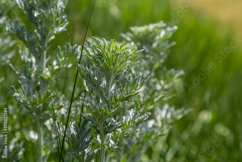Fotografie Silver green Wormwood leaves background