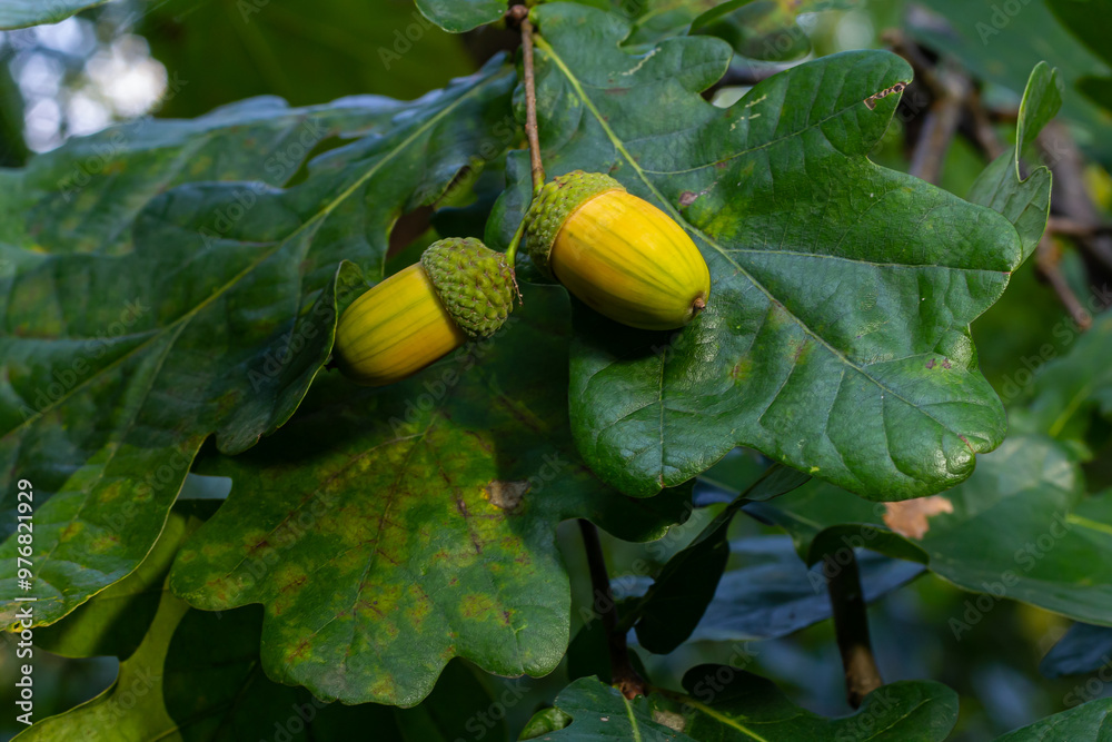 Obraz premium Oak branch with green leaves and acorns on a sunny day. Oak tree in summer. Blurred leaf background.