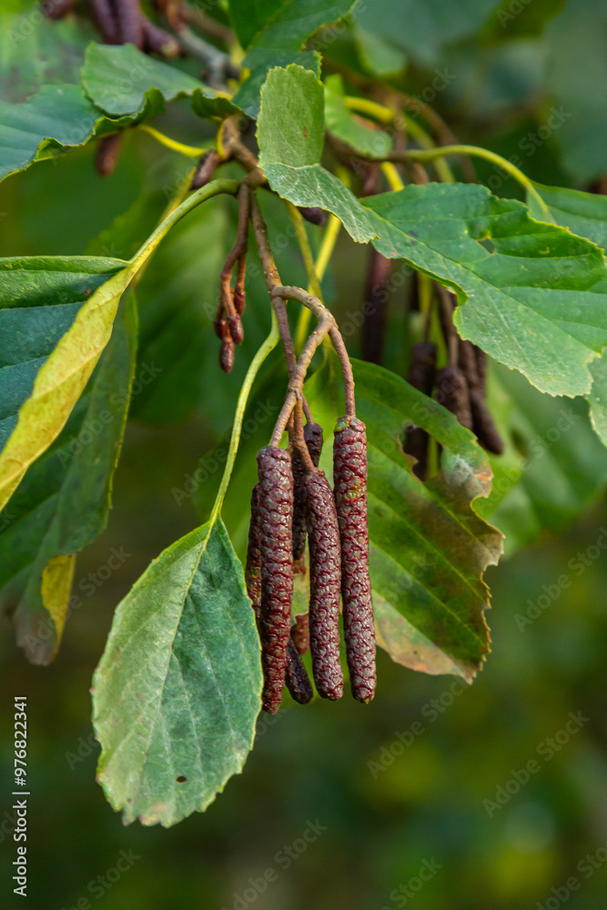 Fototapeta premium Speckled alders spread their seed through cone-like structures