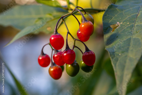Bilde på lerret Red berries of woody nightshade, also known as bittersweet, Solanum dulcamara se