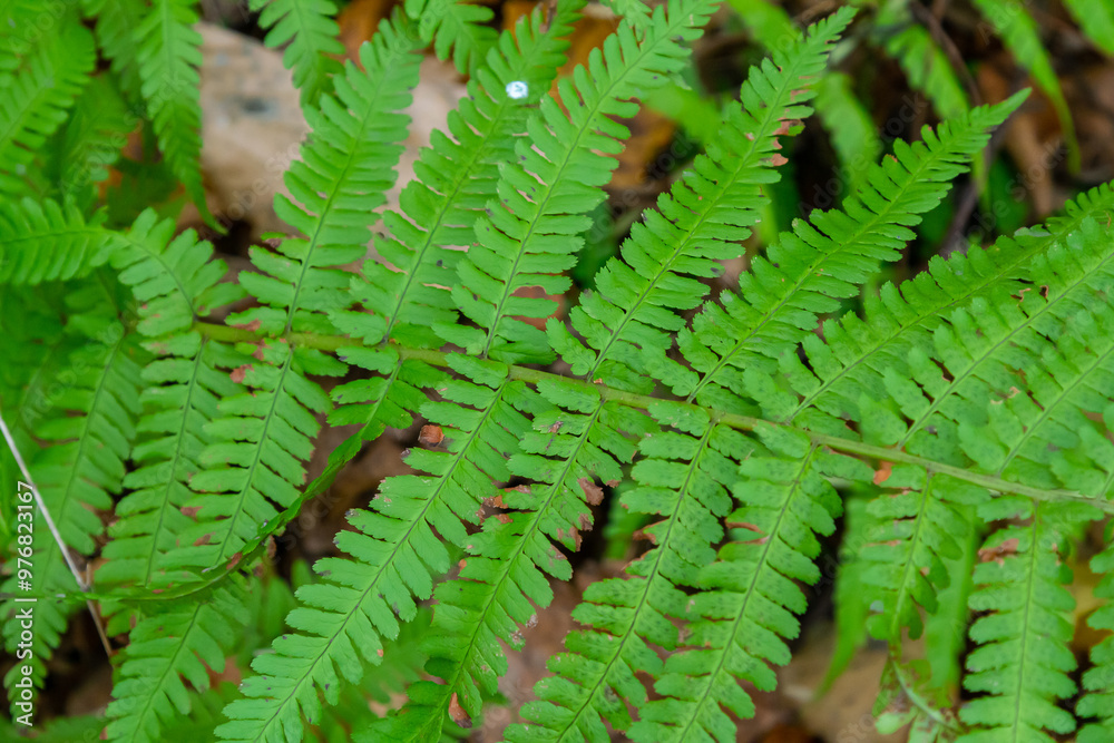 Green leaves of a young fern in spring and early morning under the bright sun