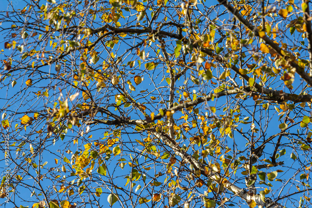 Nice colorful autumn leaves. Autumn, nice sunny day in the afternoon. Top of the tree canopy. Tall birch tree Nice colorful autumn leaves. Autumn, nice sunny day in the afternoon. Top of the tree canopy. Tall birch tree