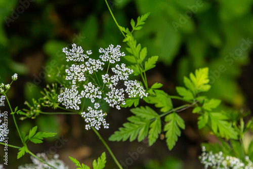 White Chaerophyllum aureum plant with smooth bokeh photo