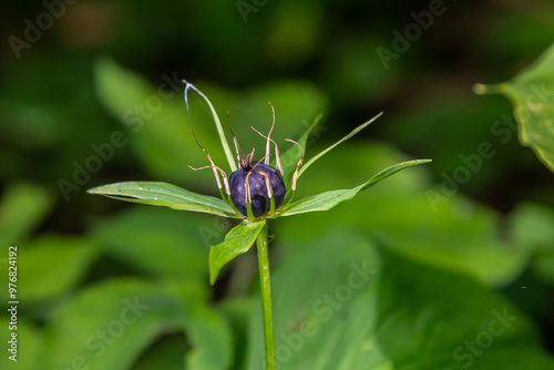 Very poisonous plant Raven's eye four-leaf Paris quadrifolia also known, berry or True Lovers Knot growing in the wild in a forest photo