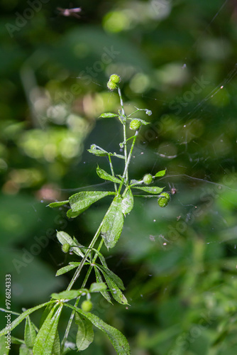 Seed and leaves of the galium aparine or stickybud plant photo