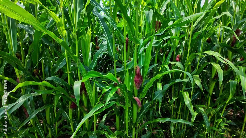Closeup shot of young corn corbs in corn silage field. Closeup shot of young corn corbs in corn silage field.