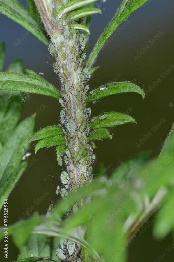 Beifußblattlaus, Macrosiphoniella artemisiae Beifußblattlaus, Macrosiphoniella artemisiae