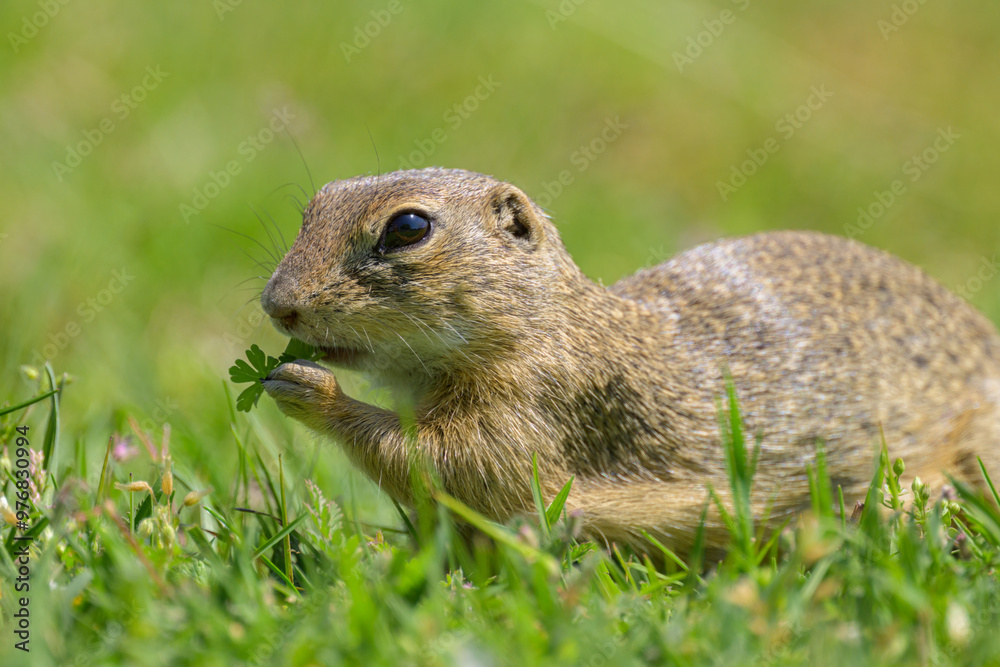 A European ground squirrel in a meadow in spring A European ground squirrel in a meadow in spring