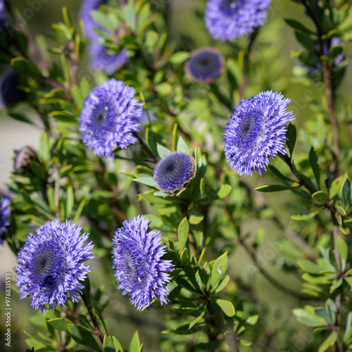 A flowering Shrubby Globularia on a sunny day photo