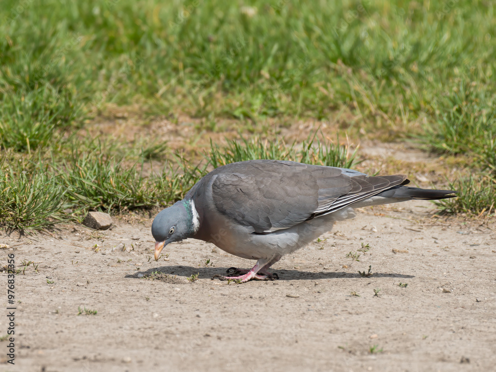 Obraz premium A Common wood pigeon looking for food on the ground