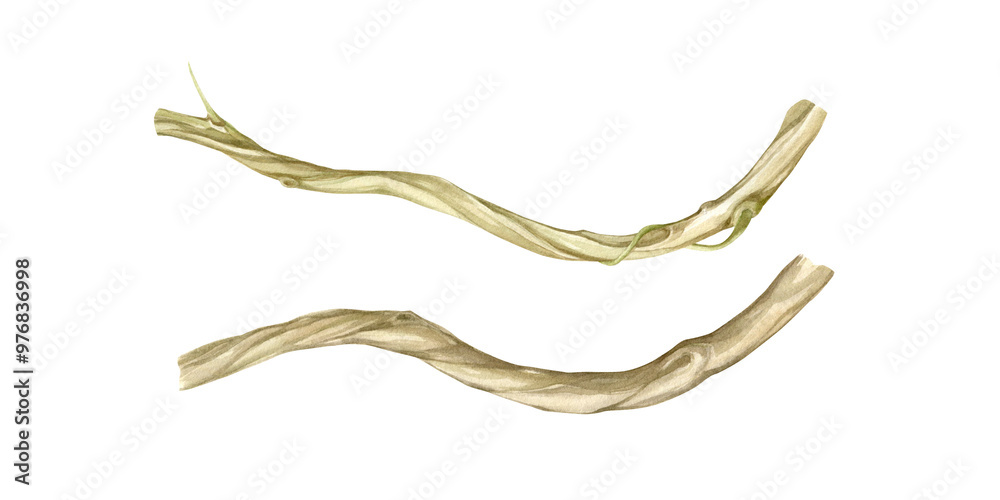 Tree branches, trunks, vines, watercolor illustrations of plant elements isolated from background. Tree branches, trunks, vines, watercolor illustrations of plant elements isolated from background.