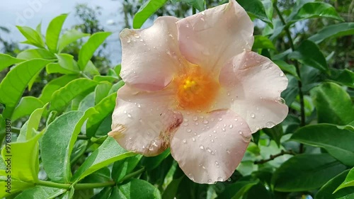 Allamanda grandiflora flower in the garden close upphoto taken in malaysia
 photo