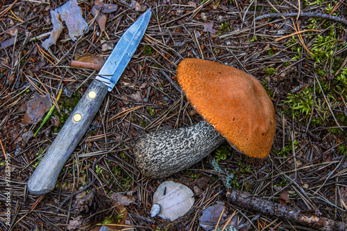 Freshly picked Wild Mushrooms.  Leccinum fungi cut with the knife. Closeup of an orange capped boletus picked in the wild laying on the ground. Southern Finland, Hamina, Kymenlaakso. photo