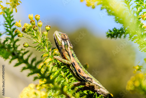 chameleon lizard on a branch photo