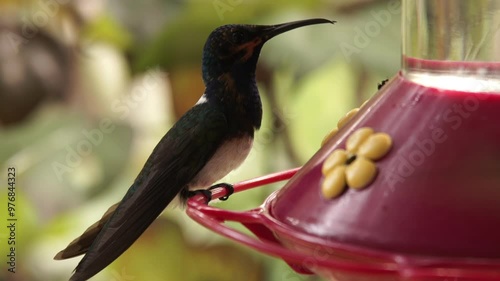 A hummingbird sits on a feeder and drinks, eats sugar water syrup in Trinidad and Tobago. Powering the birds. Tropical bird. photo