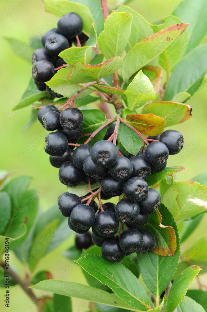 Apfelbeeren, Schwarze Apfelbeere, Aronia melanocarpa Apfelbeeren, Schwarze Apfelbeere, Aronia melanocarpa