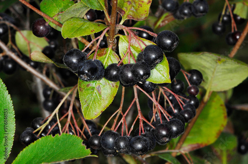 Apfelbeeren,  Schwarze Apfelbeere,  Aronia melanocarpa, reife Einzelfrüchte am Strauch photo