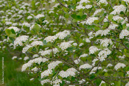 Apfelbeeren,  Schwarze Apfelbeere,  Aronia melanocarpa photo