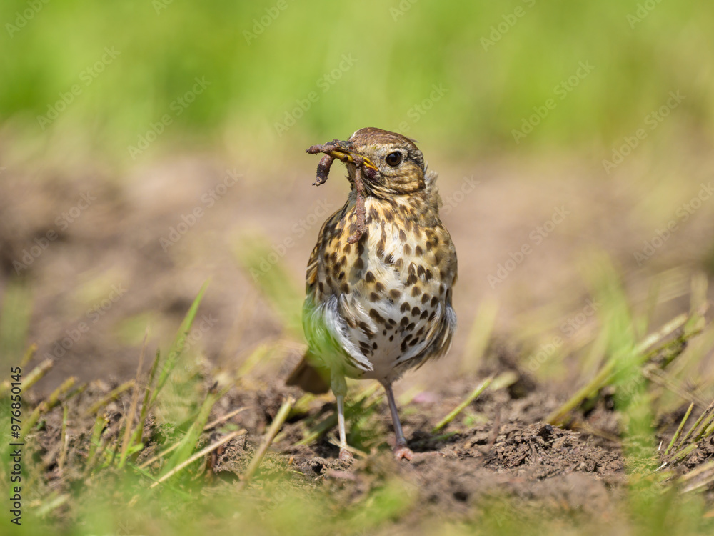 A Song Thrush looking for food on the ground A Song Thrush looking for food on the ground